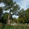 Ludwigsfelde Natura Trail Genshagener Busch  Alte Eiche