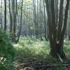 Erlenbruchwald im NSG Genshagener Busch , Ludwigsfelde