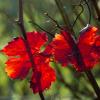 Rote Blätter im Herbstlicht